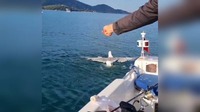 Fethiye'de amatör balıkçı, oltasına takılan martıyı kurtardı