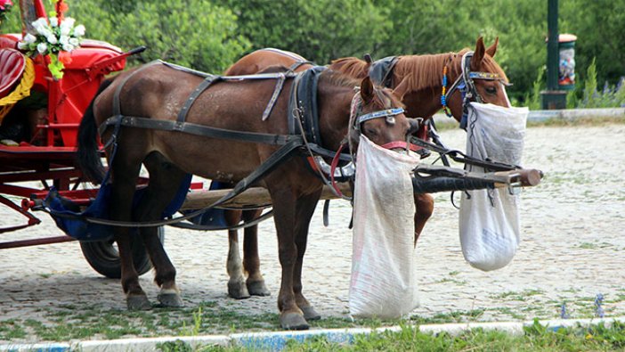 Bolu'da 8 atın 'ruam' karantinası sürüyor