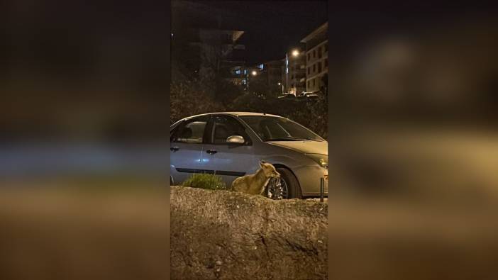 Ankara'nın Altındağ ilçesinde aç tilki şehre indi