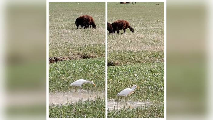 Diyadin'de nadir görülen Sığır Balıkçılı kuşu görüntülendi