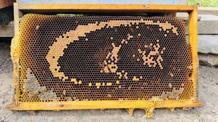 Şırnak'ta ay yıldızlı petek görenleri şaşırttı