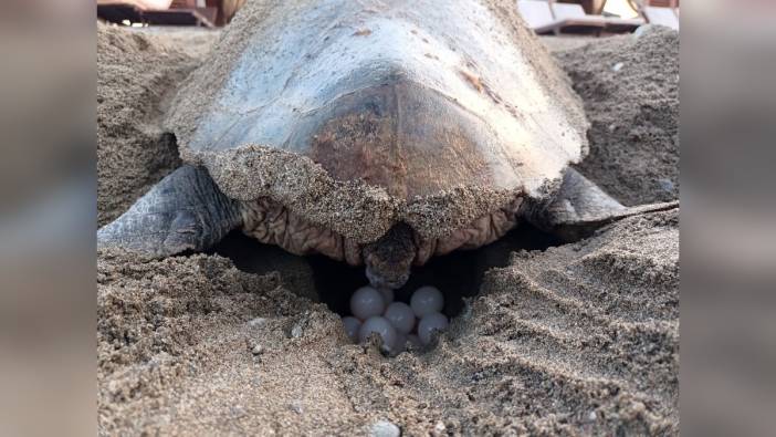 Belek kumsalında ilk caretta caretta yuvaları oluştu