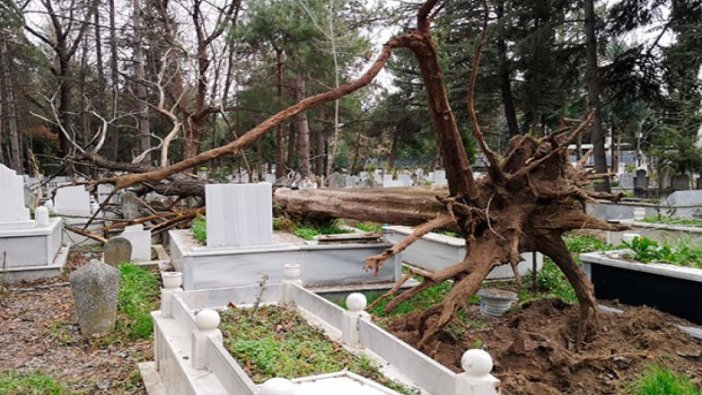 Lodos ağacı kökünden söktü