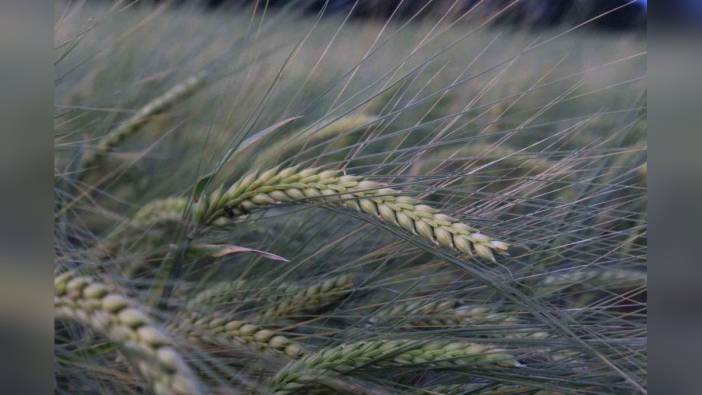 Mardin'de Hububat Kongresi sonuç bildirgesi açıklandı: Rekolte tahmini 18,650 milyon ton