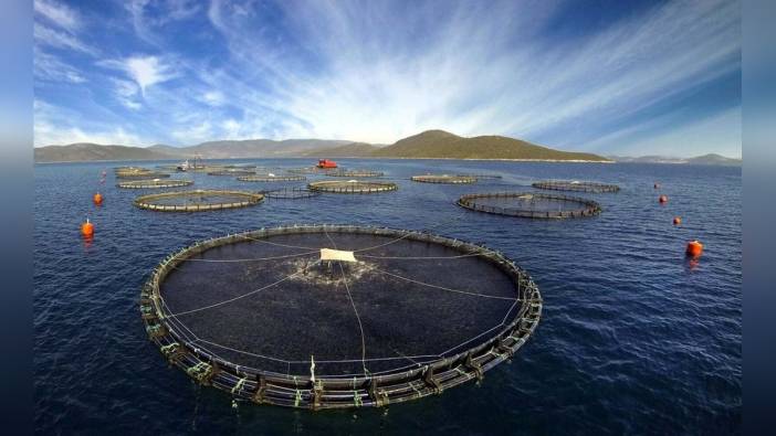 EÜ öğretim üyesi: Kültür balıklarının besin değeri yüksek, güvenilir gıdalar arasında