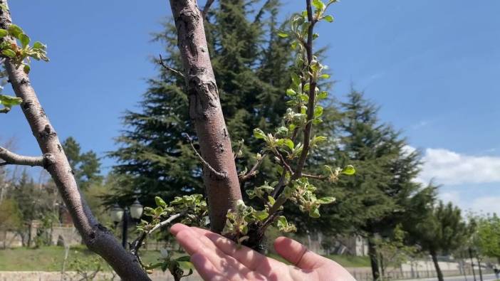 Yozgat'ta şiddetli don olayı meyve bahçelerini vurdu