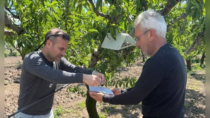 Elazığ'da şeftali güvesi mücadelesi: Feromon tuzakları asıldı
