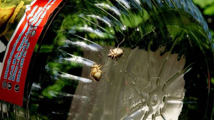 Trabzon'da kahverengi kokarcaya karşı funnel tuzaklar devrede