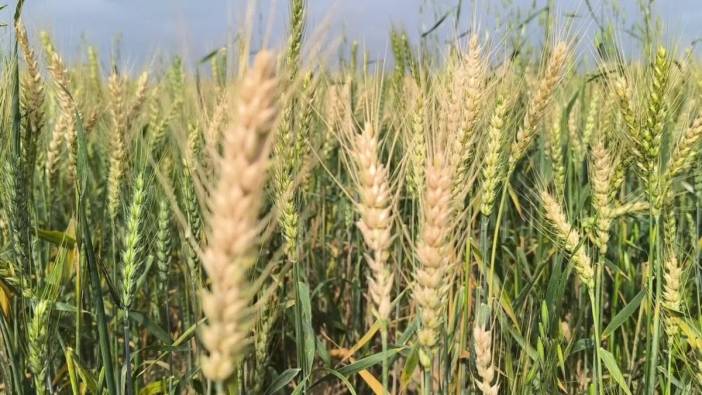 Osmaniye'de kuraklık çiftçileri vurdu, buğday tarlaları sökülüyor