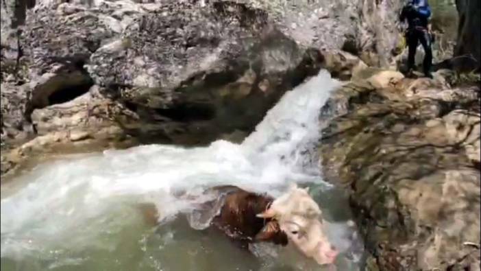 Kastamonu'da kanyonda mahsur kalan büyükbaş hayvan kurtarıldı
