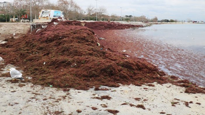 Caddebostan sahilini kırmızı yosunlar sardı