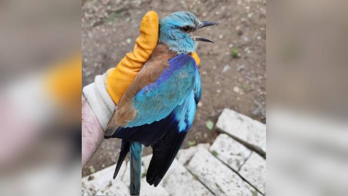 Çal'da yaralı gökkuzgun bulundu, Sırbistan'dan geldiği anlaşıldı