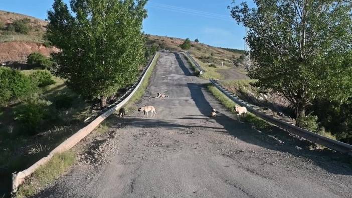 Yozgat Belediye Başkanı Arslan: Sokak hayvanlarını öldürmeyi doğru bulmuyorum