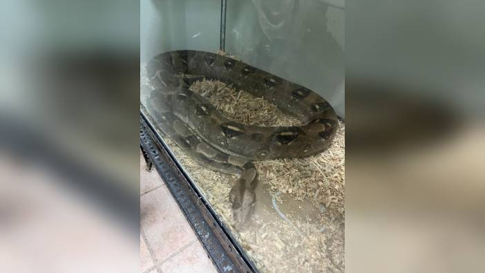 Bursa'da yasa dışı egzotik hayvanlara 472 bin TL ceza