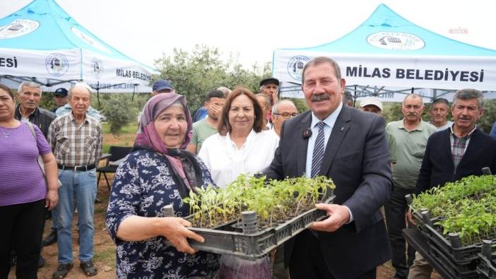 Milas Belediyesi'nden ücretsiz ata tohumu fide dağıtımı
