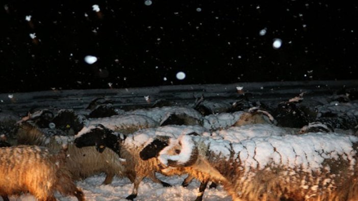 Yüksekova'da besiciler tipiye yakalandı