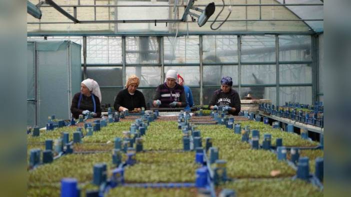 Erzincan'da sera yatırımlarıyla üretim ve istihdam artışı hedefleniyor