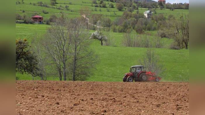 Ordu'da karabuğday üretimi arttı