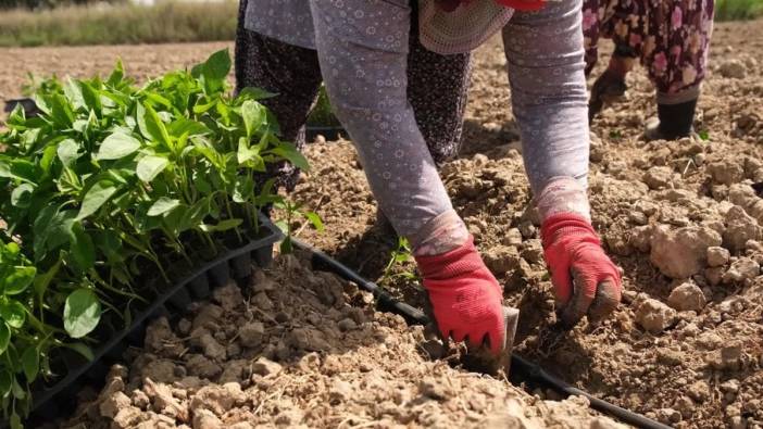 Ayvalık Üretim ve Pazarlama Kooperatifi, 14 dönümlük tarlaya fide dikti
