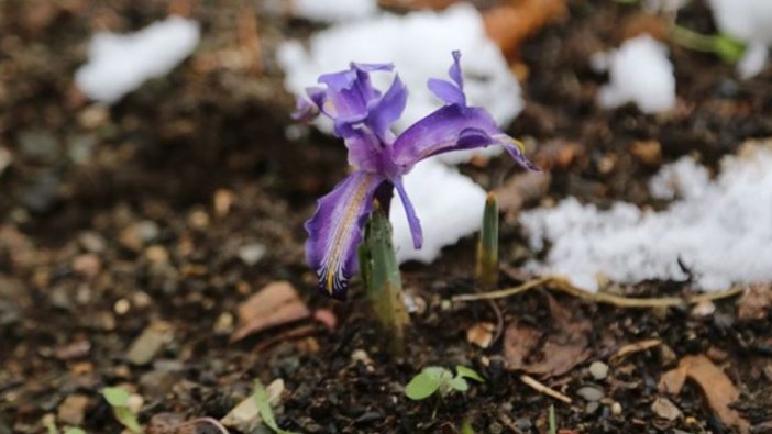 'Baharın müjdecisi' kardelen ve çiğdemler erken çiçek açtı