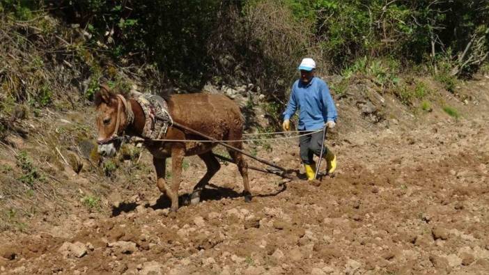 Batman'ın Gercüş ilçesinde pirinç ekimi geleneksel yöntemlerle devam ediyor