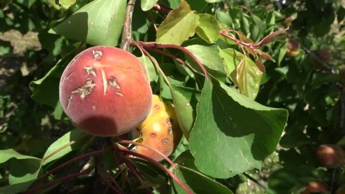 Sultanhisar'da dolu kayısı rekoltesini vurdu