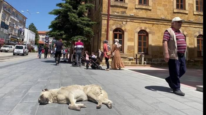 Yozgat'ta sokak hayvanları için yeni protokol