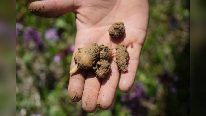 Kavak'ta salep hasadı başladı