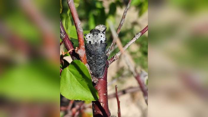 Salihli'de fidan dip kurdu uyarısı