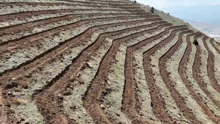 Niğde'de 100 Hektarlık Alan Ağaçlandırılacak