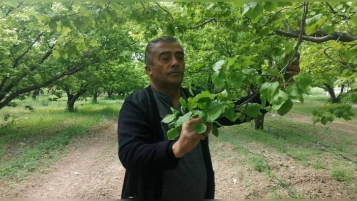 Yalvaç'ta zirai don: Kayısı üreticileri mağdur