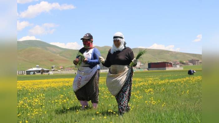 Yüksekova kadınları baharın gelişini pancar otuyla karşıladı
