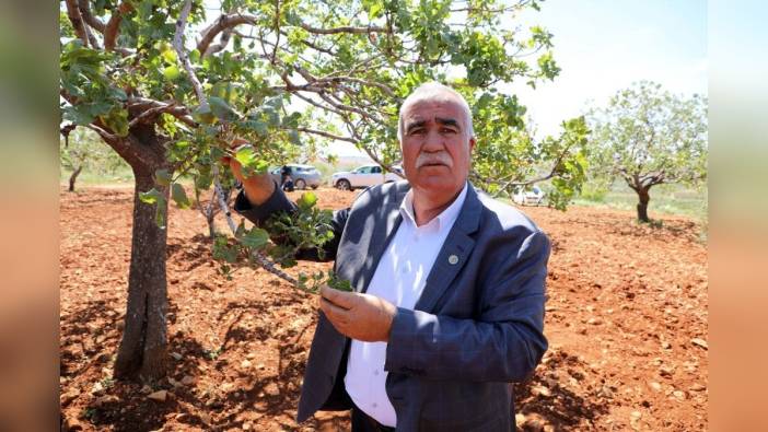 Antep fıstığında don felaketi: 3 yıl ürün alınamayacak