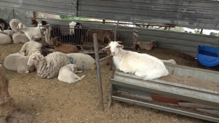 Aydın'da Hayvancılar, Yüksek Maliyetler ve Düşük Fiyatlardan Yakınıyor
