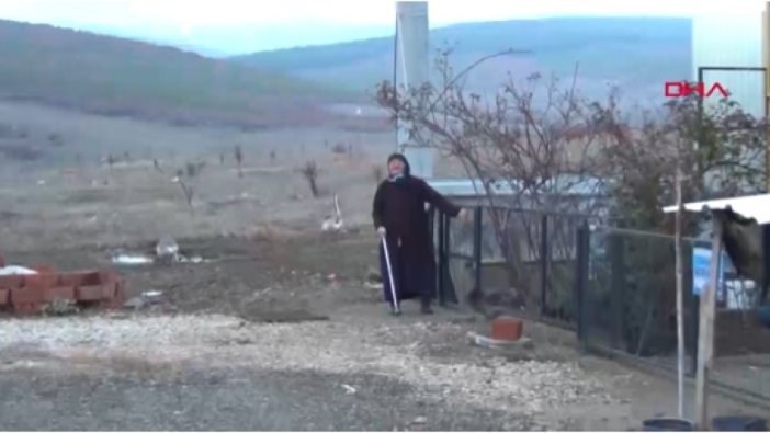 Aç kalan domuz sürüsü şehre indi