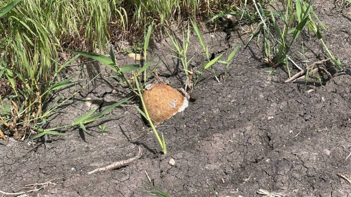 Edirne'de Ayçiçeği Tarlasında Patlamamış Top Mermisi Bulundu