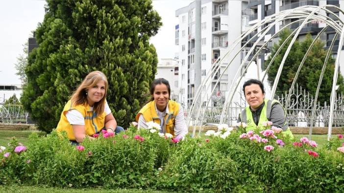 Aydın'da mevsimlik çiçek dikimi tamamlandı