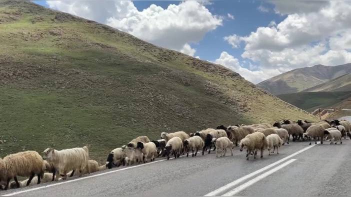 Çatak'ta Besici Sarıbulak: 'Hayvancılık Yapmak Her Geçen Gün Daha Zorlaşıyor'