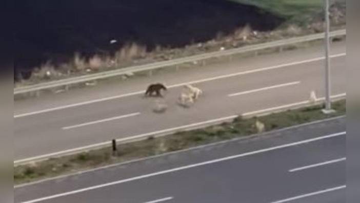 Ardahan'da çöpte yiyecek arayan bozayı, köpeklerle karşılaştı, ardından halı sahaya girdi