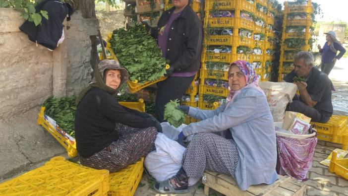 Yaprağı meyvesinden daha çok kazandırıyor
