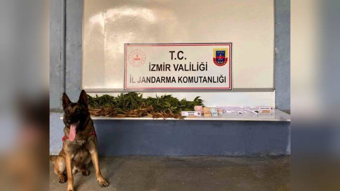 Ödemiş'te uyuşturucu operasyonu: Narkotik köpeği Atik, esrar ve kenevir bitkilerini buldu