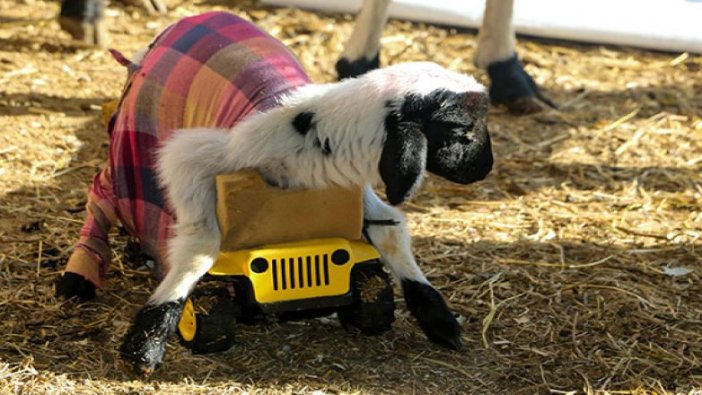 Doğduktan sonra ayağa kalkamayan kuzusunu böyle yaşattı