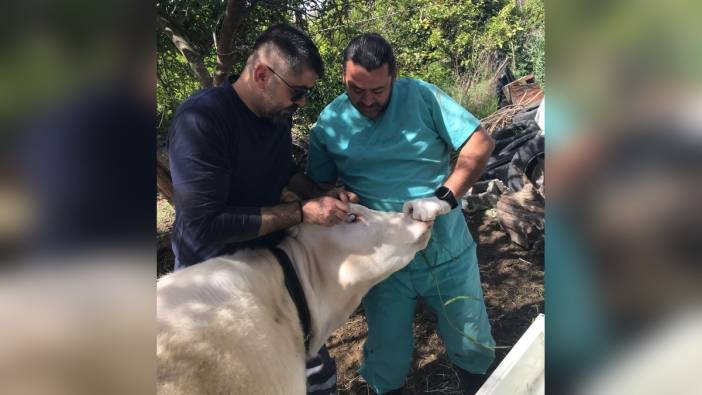 Muğla Ortaca'da brucella aşısı çalışmaları başladı