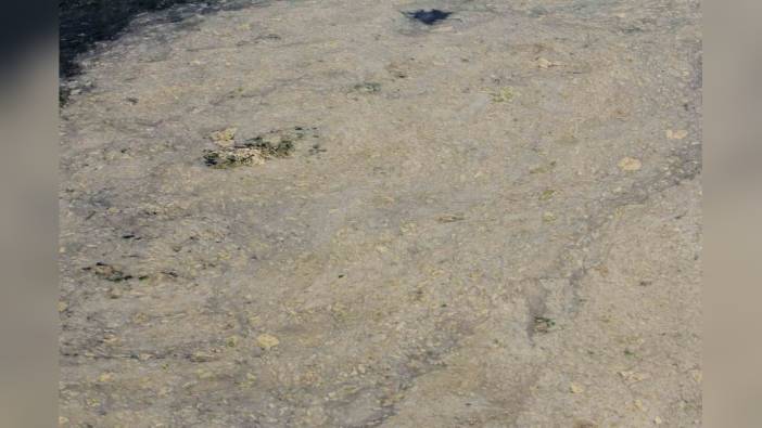 Gemlik Körfezi’nde müsilaj kabusu: Balık yumurtaları ölüyor