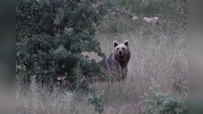 Bayburt'ta aç ayı cami yemekhanesini talan etti: Pencereyi ve kapıyı kırdı, eşyaları dağıttı