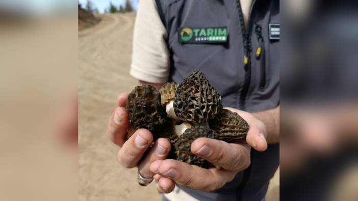 Konya'da kuzu göbeği mantarı araştırması