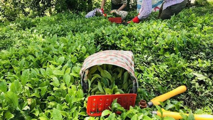 ÇAYKUR’dan işçi alımı müjdesi! Başvuru tarihleri belli oldu