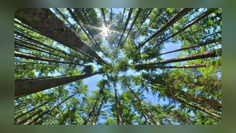 Türkiye’nin yüzde 29’u ormanlarla kaplı