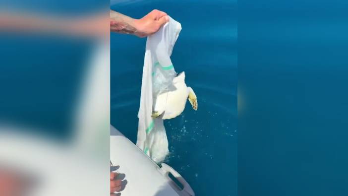 Alanya açıklarında: Yavru deniz kaplumbağası balıkçılar tarafından kurtarıldı