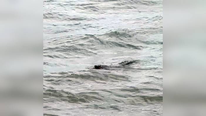 Tekirdağ kıyılarında nesli tükenmekte olan su samuru görüldü